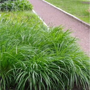 Japanese Sedge (Carex Morrowii)  15cm