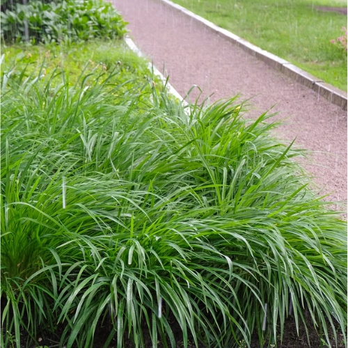 Japanese Sedge - Carex morrowii 15cm