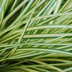Japanese Sedge Evergold - Carex oshimensis 15cm