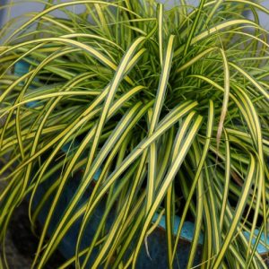 Japanese Sedge 'Evergreen' (Carex Oshimensis) 15cm