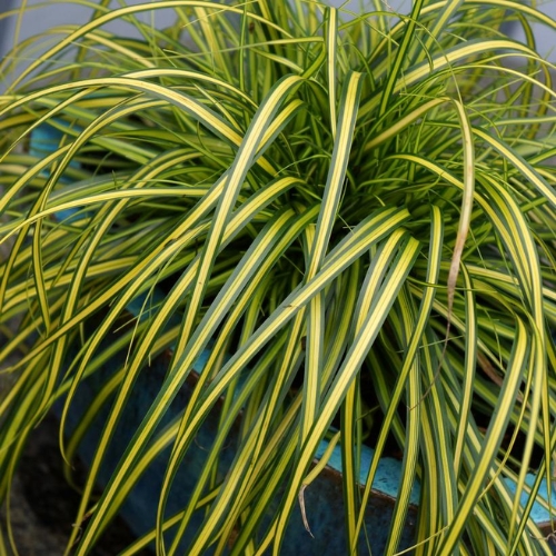 Japanese Sedge Evergreen - Carex oshimensis 15cm