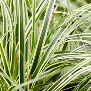Carex Feather Falls - Carex oshimensis 15cm
