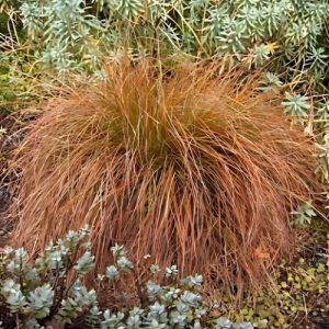 Orange New Zealand Sedge Bronze - Carex testacea 15cm