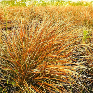 Carex Prairie Fire Orange - Carex testacea 15cm