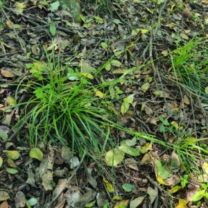 Forest Sedge (Carex Uhligii) 15cm