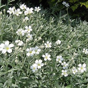 CERASTIUM TOMENTOSUM "Snow in summer" 15cm