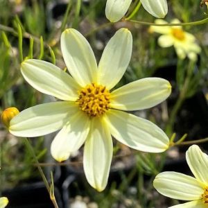 Coreopsis Moonbeam Light Yellow - Coreopsis spp 15cm