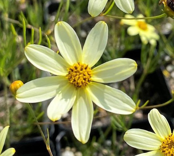 Coreopsis Moonbeam Light Yellow - Coreopsis spp 15cm