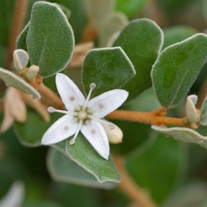 Native Fuchsia - Correa alba 17cm