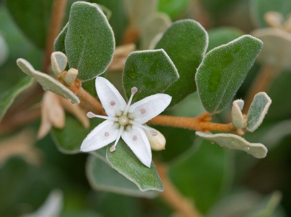 CORREA ALBA 17cm