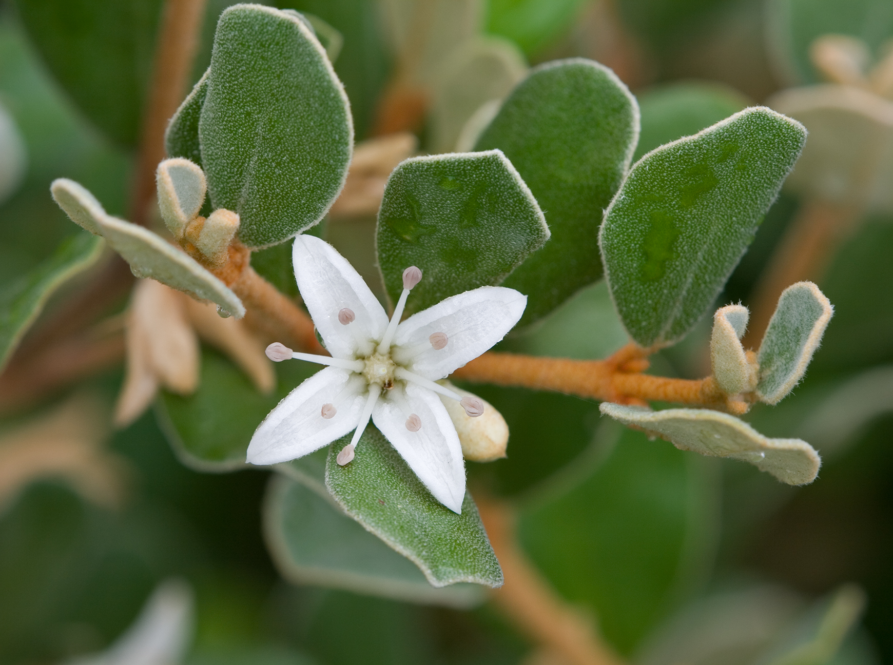 Native Fuchsia - Correa alba 17cm