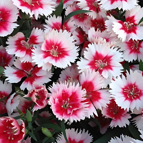 Dianthus Deep Burgundy with White Lining 15cm