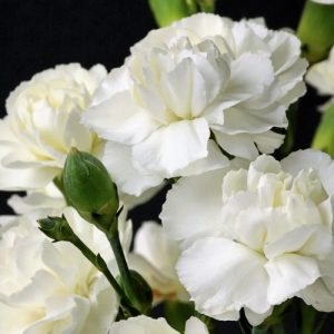 Dianthus White (Dianthus Caryophyllus) 15cm