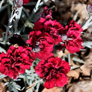 Dianthus 'Odessa Red' (Caryophyllus) 15cm