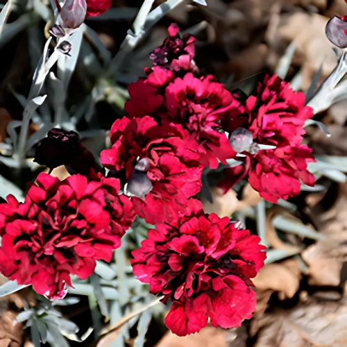 Dianthus Odessa Red - Caryophyllus 15cm