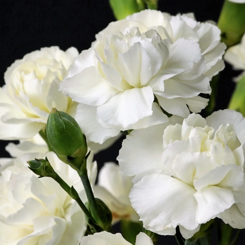 Dianthus White - Dianthus caryophyllus 15cm