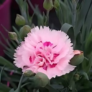 Dianthus 'Candy Floss' (Dianthus Hybrid Scent First) 15cm
