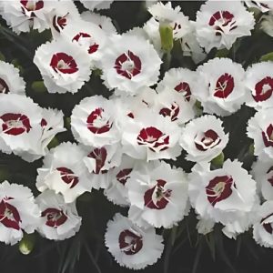 Dianthus Coconut Sundae - Dianthus hybrid scent first 15cm