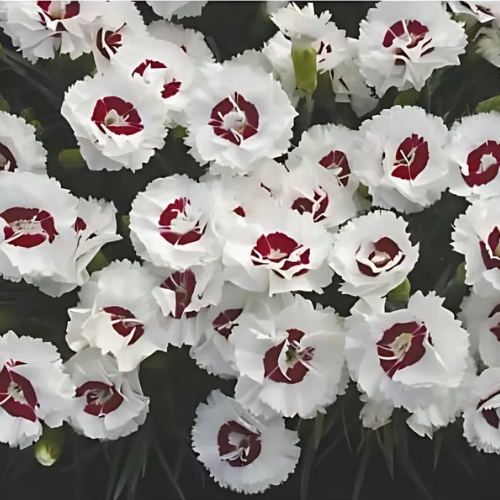 Dianthus Coconut Sundae - Dianthus hybrid scent first 15cm