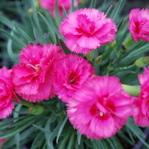 Dianthus Slap N Tickle - Dianthus hybrid scent first 15cm