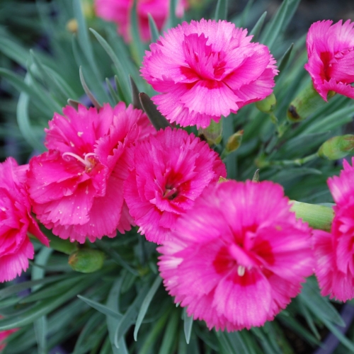 Dianthus Slap N Tickle - Dianthus hybrid scent first 15cm