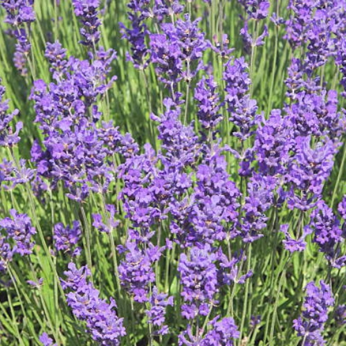 Dutch Lavender - Lavandula x intermedia 15cm