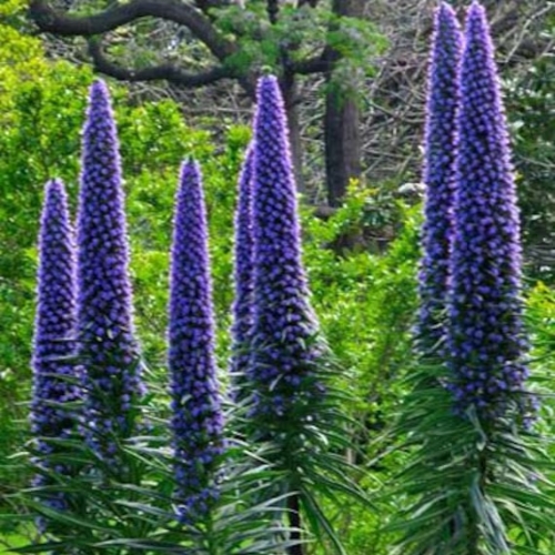 Pride of Madeira - Echium candicans 17cm