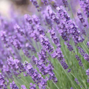 English Lavender (Lavandula Angustifolia) 15cm Pot