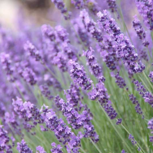 English Lavender - Lavandula angustifolia 15cm