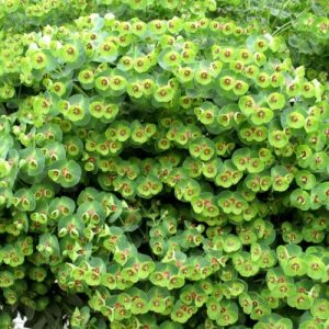 Tiny Tim Spurge (Euphorbia x Martinii 'Tiny Tim') 15cm