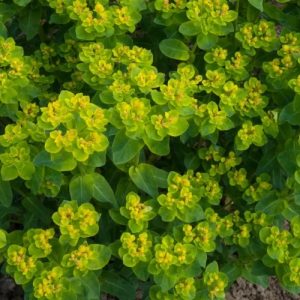 Cushion Spurge - Euphorbia villosa 15cm