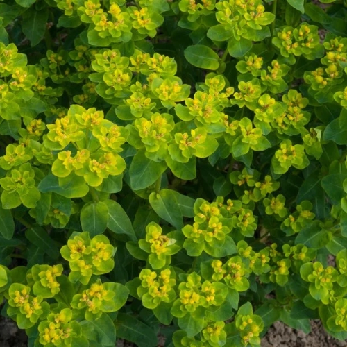 Cushion Spurge - Euphorbia villosa 15cm