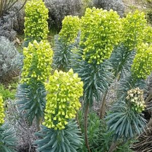 Mediterranean Spurge - Euphorbia wulfenii 17cm