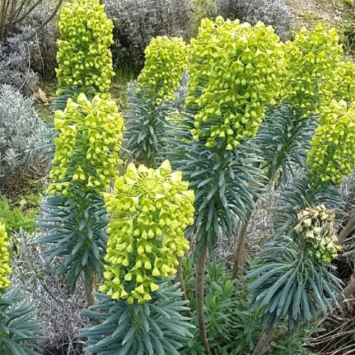 Mediterranean Spurge - Euphorbia wulfenii 17cm
