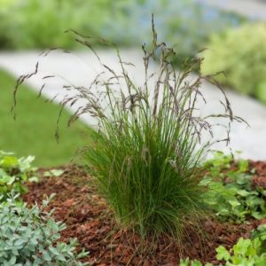 Amethyst Fescue - Festuca amethystina 15cm