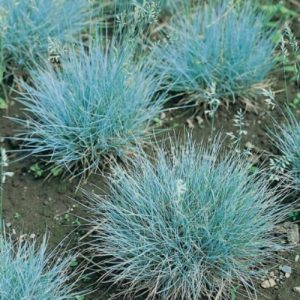 Blue Fescue Blaufuchs - Festuca glauca 15cm