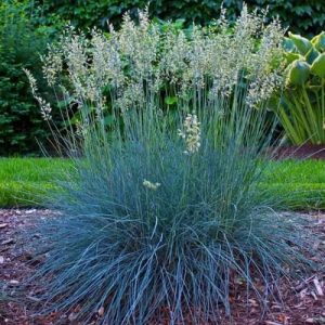 Blue Fescue Blue Select - Festuca glauca 15cm
