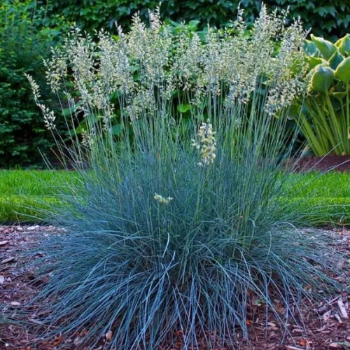Blue Fescue Blue Select - Festuca glauca 15cm
