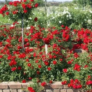 Rose Fiery Sunsation Groundcover - Rosa 17cm