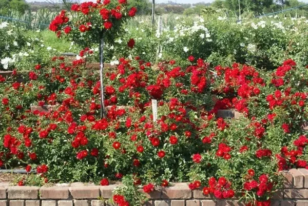 ROSE - FIERY SUNSATION - (groundcover) 17cm