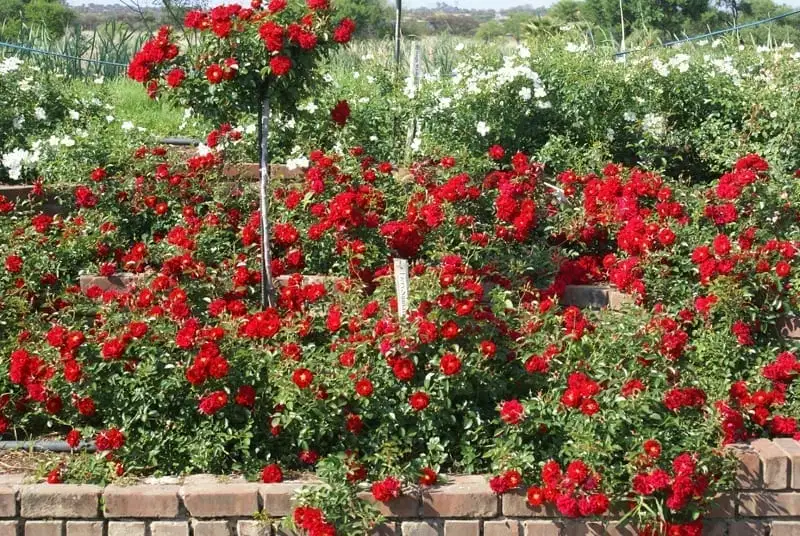 Rose Fiery Sunsation Groundcover - Rosa 17cm