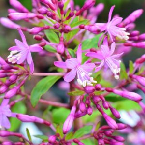 Lilac Fuchsia (Fuchsia Aborescens) 17cm