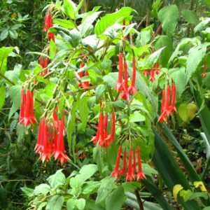 Fuchsia Firecracker - Fuchsia triphylla 15cm