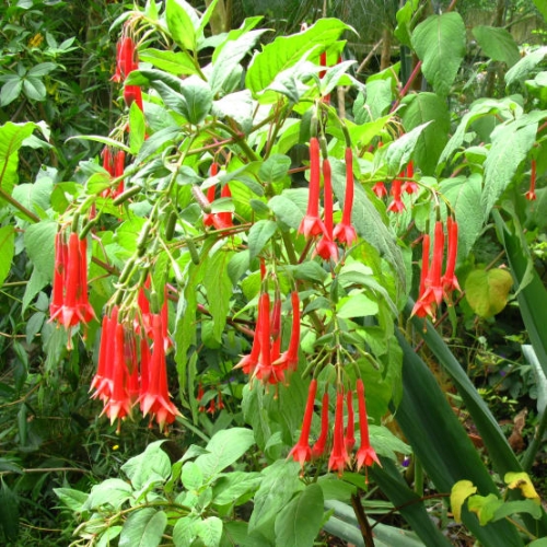 Fuchsia Firecracker - Fuchsia triphylla 15cm