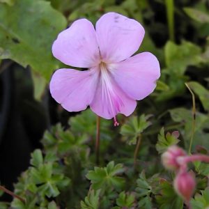 Geranium dalmaticum Lilac Pink 15cm