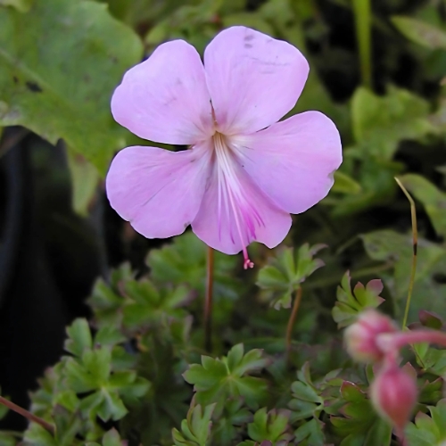 Geranium dalmaticum Lilac Pink 15cm