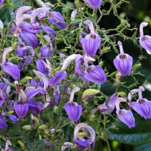 Giant Salvia (Brilliantaisia Subulugurica) 17cm