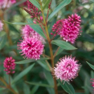 Hebe 'Wiri Joy' - Pink 15cm