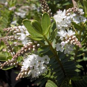 Hebe Veronica 'Wiri Mist' - White 17cm pot