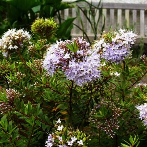 HEBE DIOSMIFOLIA - (white) 15cm